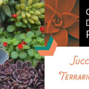 create-design-plant-succulent-terrarium